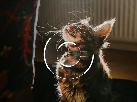 pet-tracking