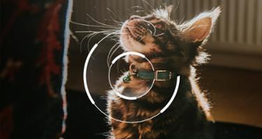 pet-tracking