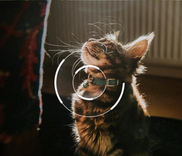 pet-tracking